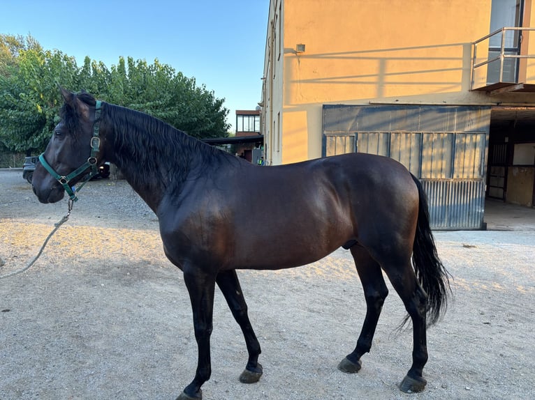 PRE Gelding 8 years 16.1 hh Brown in Salt, Girona