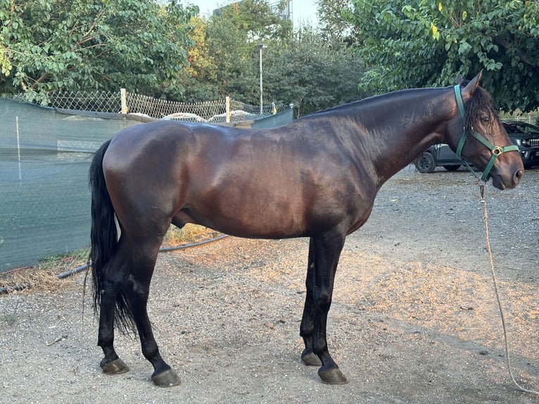 PRE Gelding 8 years 16.1 hh Brown in Salt, Girona