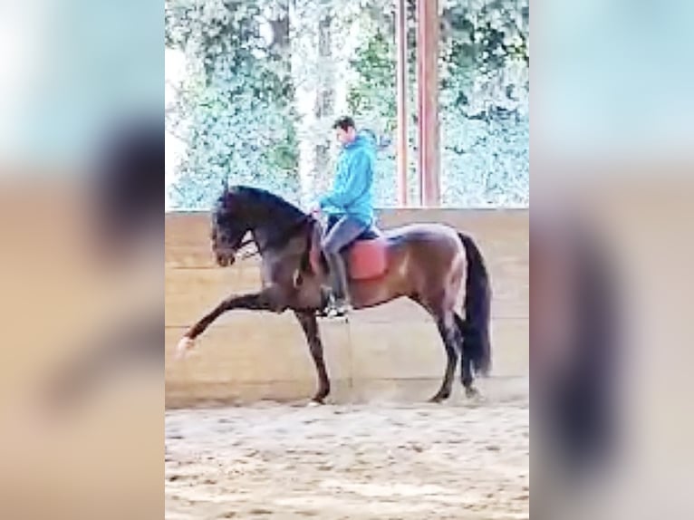 PRE Gelding 8 years 16.1 hh Brown in Salt, Girona