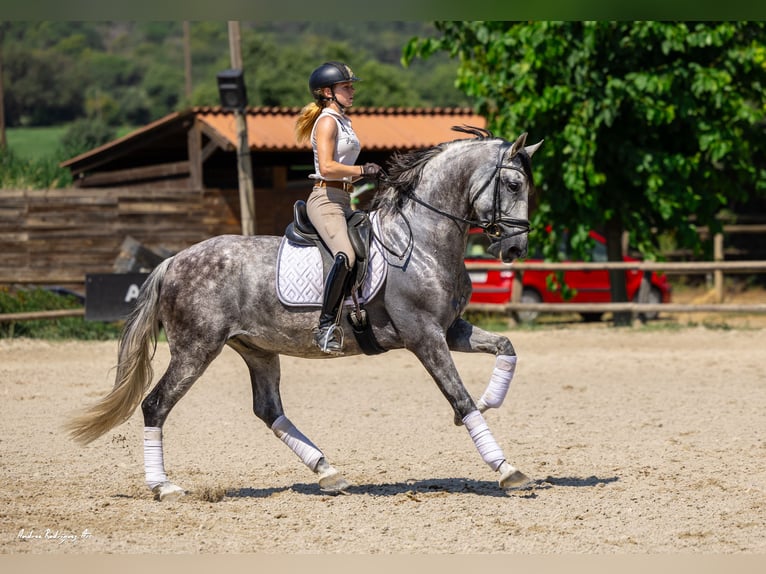 PRE Gelding 8 years 16,1 hh Gray-Dapple in Ullastrell