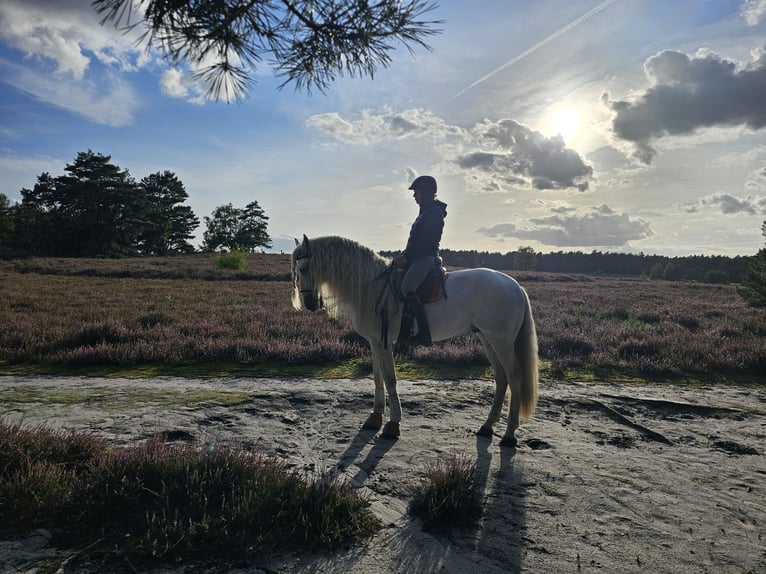 PRE Gelding 8 years 16,1 hh Gray in Herzogenaurach