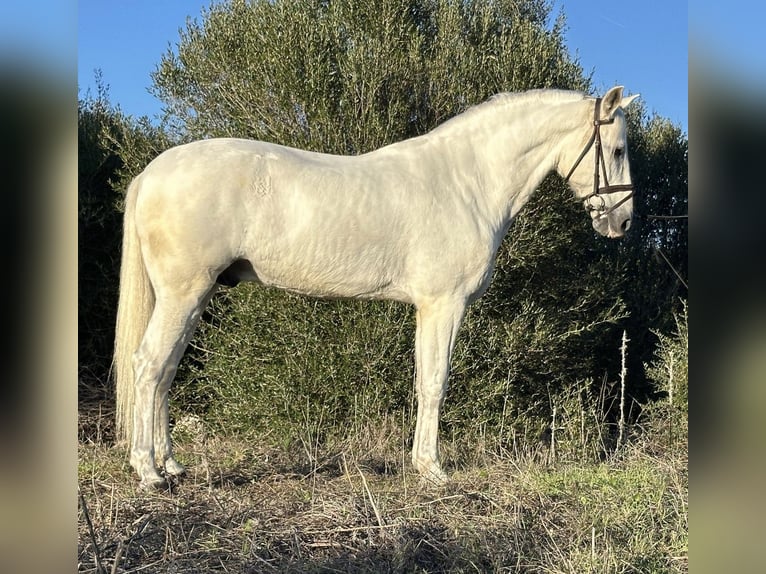 PRE Gelding 8 years 16.1 hh Grey in Bolonia