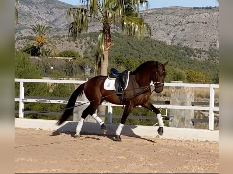 PRE Gelding 8 years 16,2 hh Brown in la nucia