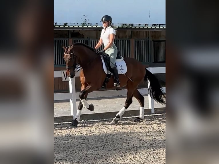 PRE Gelding 8 years 16,2 hh Brown in la nucia