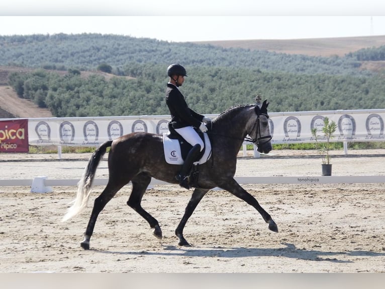 PRE Gelding 8 years 16,2 hh Gray in Los Mochuelos