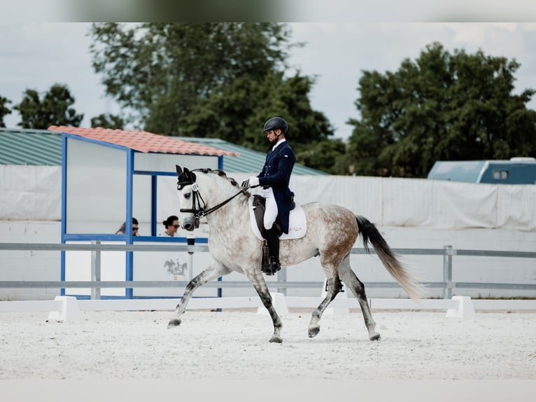 PRE Gelding 8 years 16,2 hh Gray in Los Mochuelos