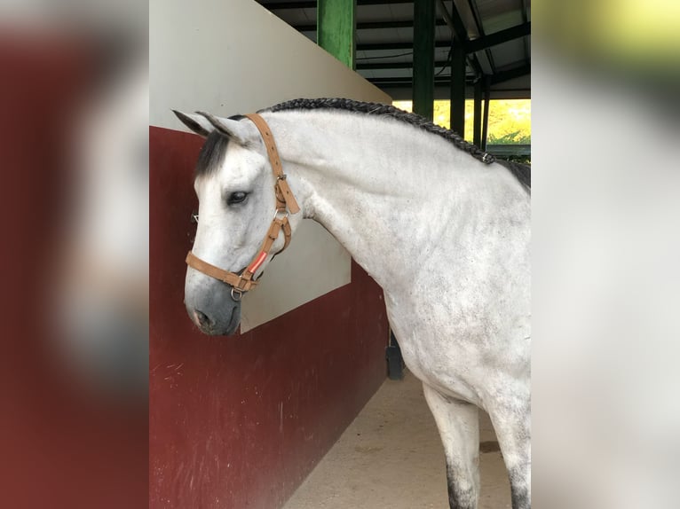 PRE Mix Gelding 8 years 16,2 hh Gray in Madrid