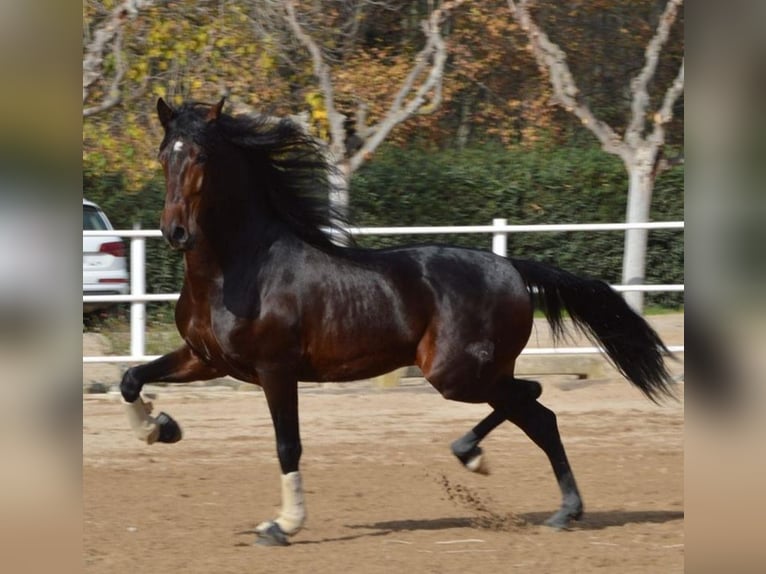 PRE Mix Gelding 8 years 16,3 hh Brown in Krumpendorf