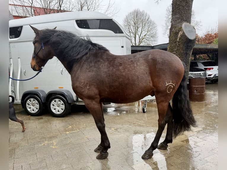 PRE Mix Gelding 8 years 16 hh Bay-Dark in Bad Wünnenberg