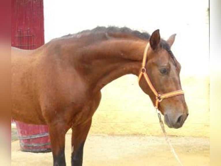 PRE Mix Gelding 8 years 16 hh Bay in SEVILLA