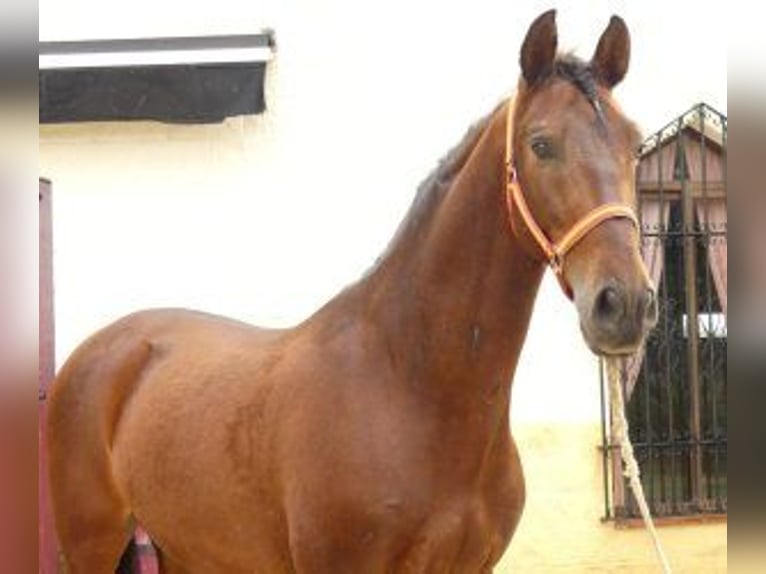 PRE Mix Gelding 8 years 16 hh Bay in SEVILLA