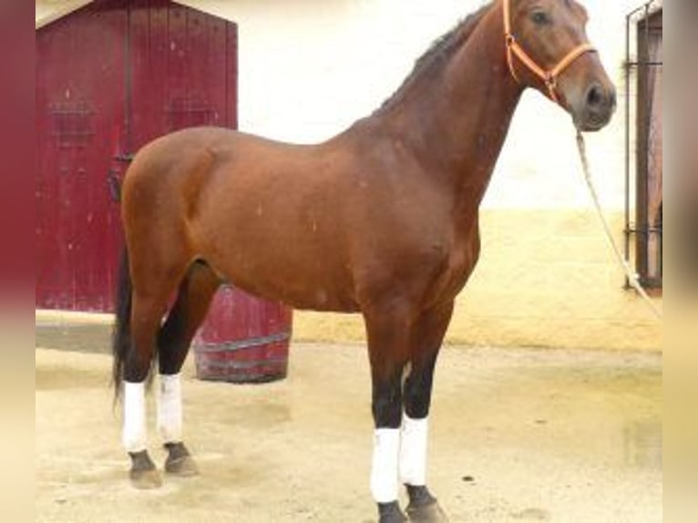 PRE Mix Gelding 8 years 16 hh Bay in SEVILLA