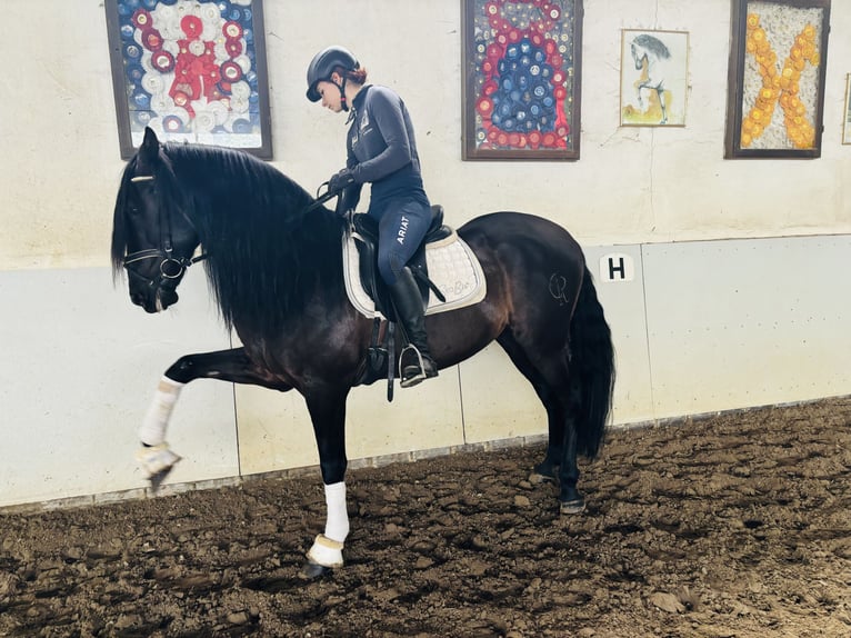 PRE Mix Gelding 8 years 16 hh Black in Sottrum