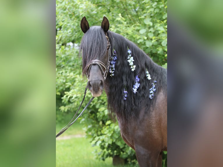 PRE Mix Gelding 8 years 16 hh Black in Sottrum