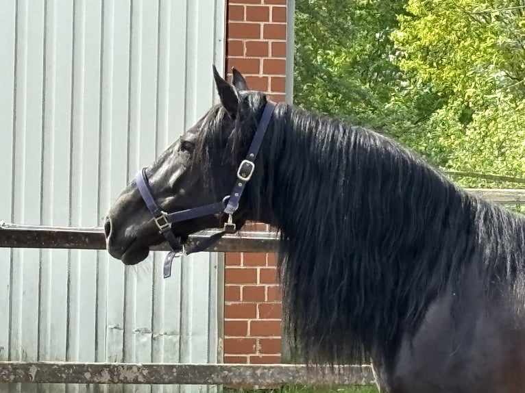 PRE Mix Gelding 8 years 16 hh Black in Sottrum