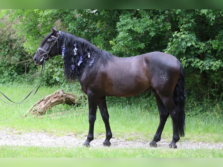 PRE Mix Gelding 8 years 16 hh Black in Sottrum