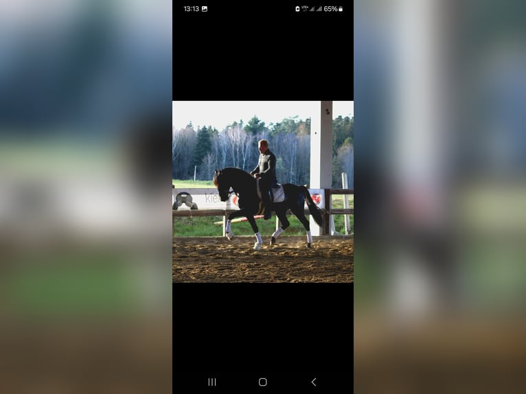 PRE Mix Gelding 8 years 16 hh Black in Johanniskirchen