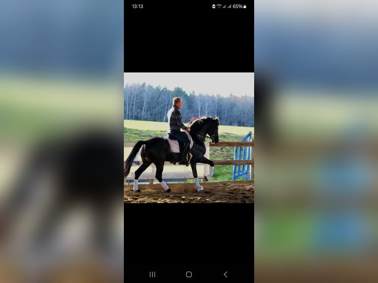 PRE Mix Gelding 8 years 16 hh Black in Johanniskirchen