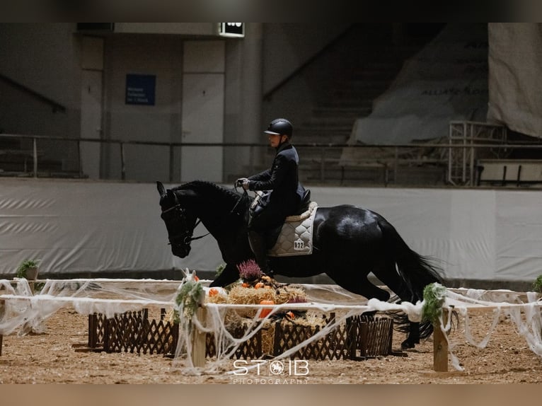 PRE Gelding 8 years 16 hh Black in Garching bei München