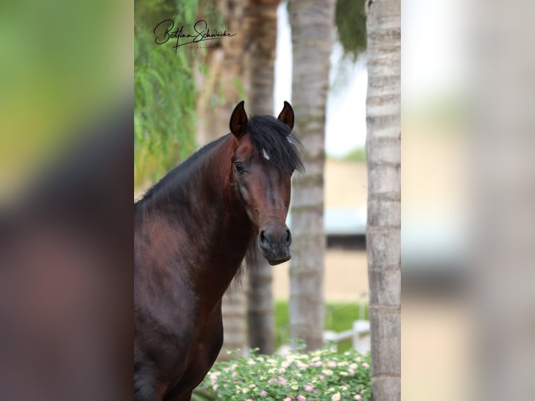 PRE Gelding 8 years 16 hh Brown in Bruchhausen-Vilsen