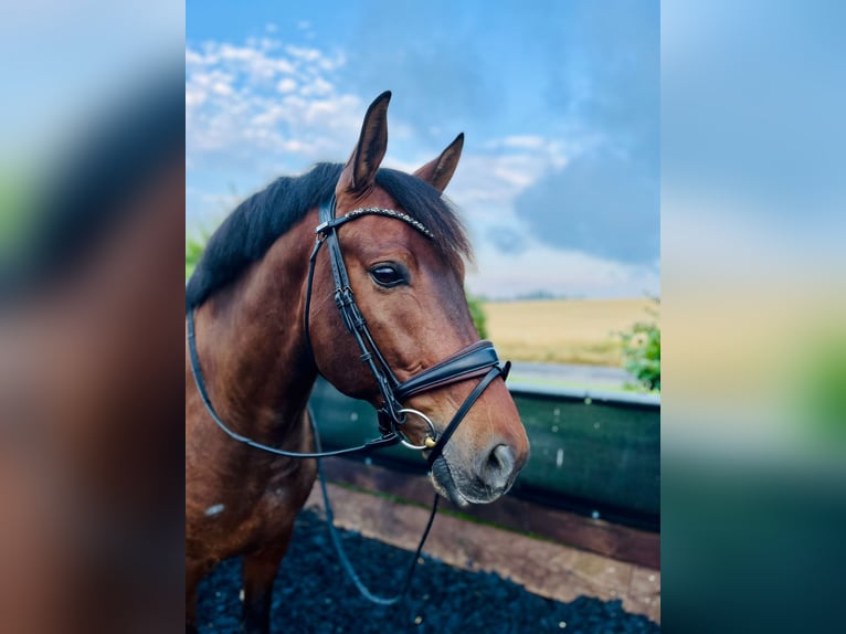 PRE Mix Gelding 8 years 16 hh Brown in Freiberg am Neckar