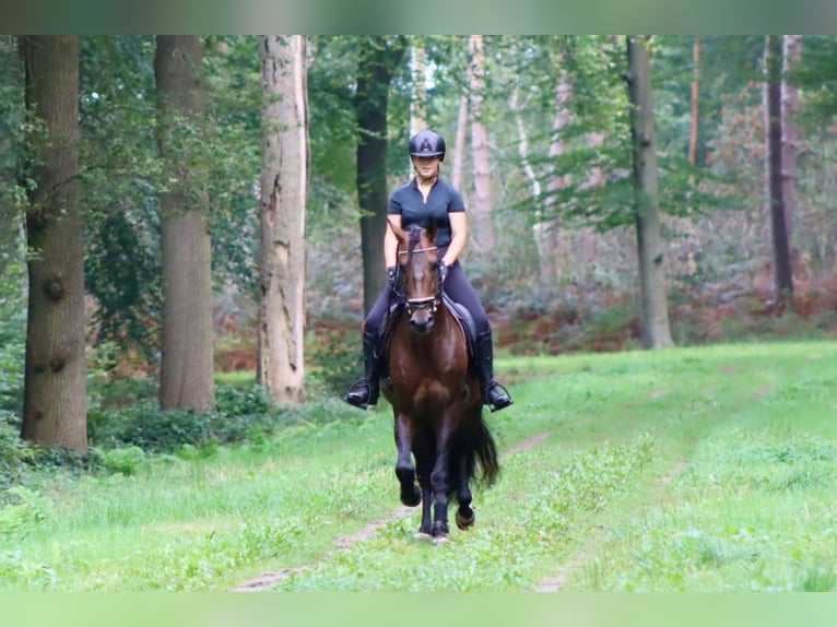 PRE Gelding 8 years 16 hh Brown in Sm