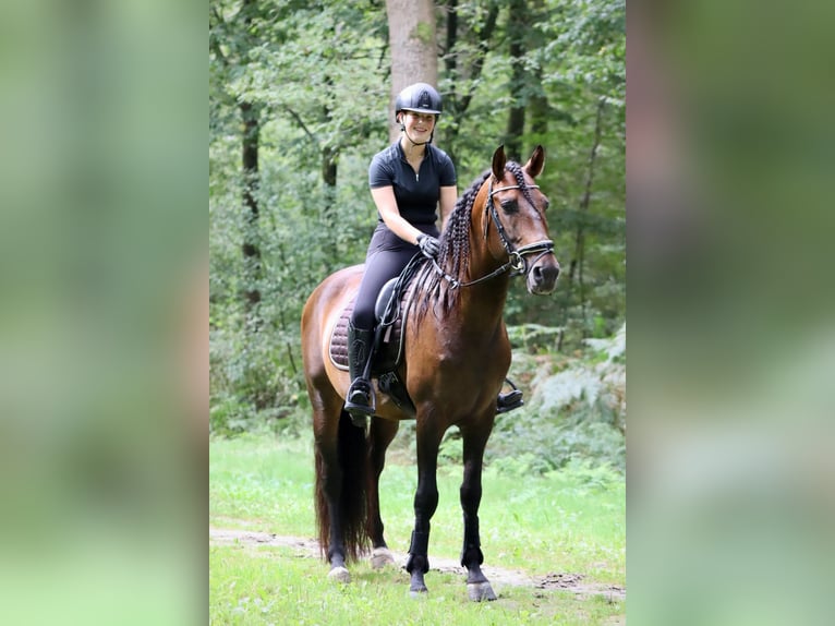 PRE Gelding 8 years 16 hh Brown in Sm