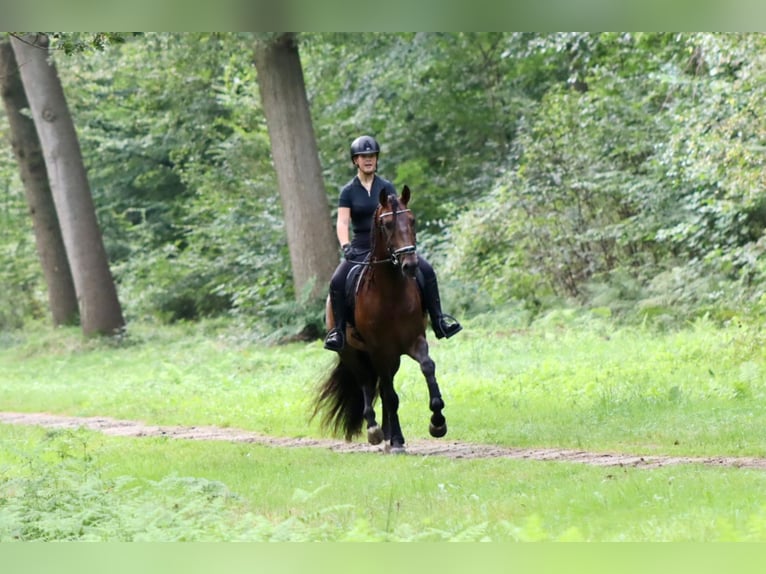 PRE Gelding 8 years 16 hh Brown in Sm