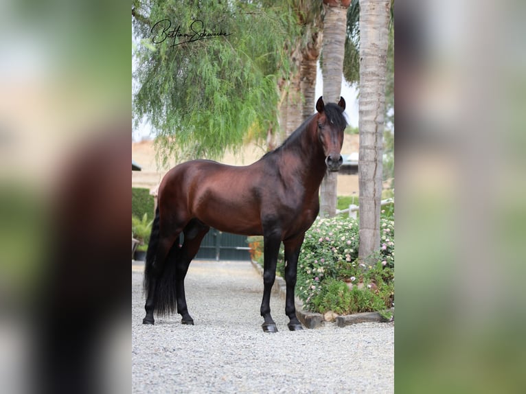 PRE Mix Gelding 8 years 16 hh Brown in Thedinghausen