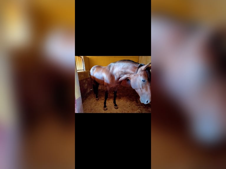 PRE Gelding 8 years 16 hh Brown in Martos