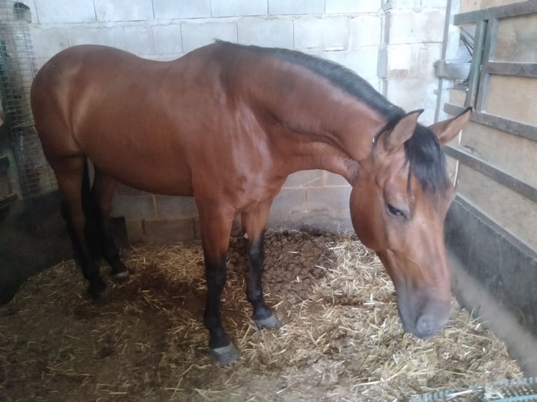 PRE Gelding 8 years 16 hh Brown in Martos