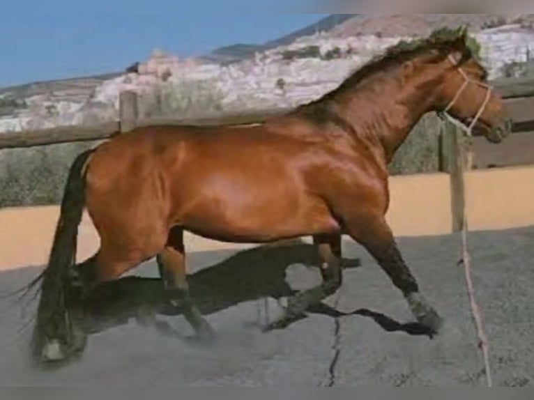 PRE Gelding 8 years 16 hh Brown in Martos