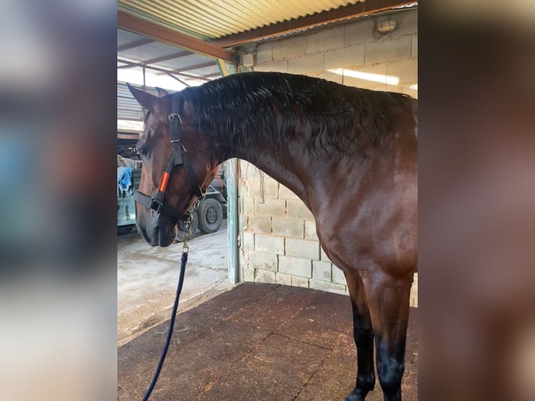 PRE Gelding 8 years 16 hh Brown in Martos