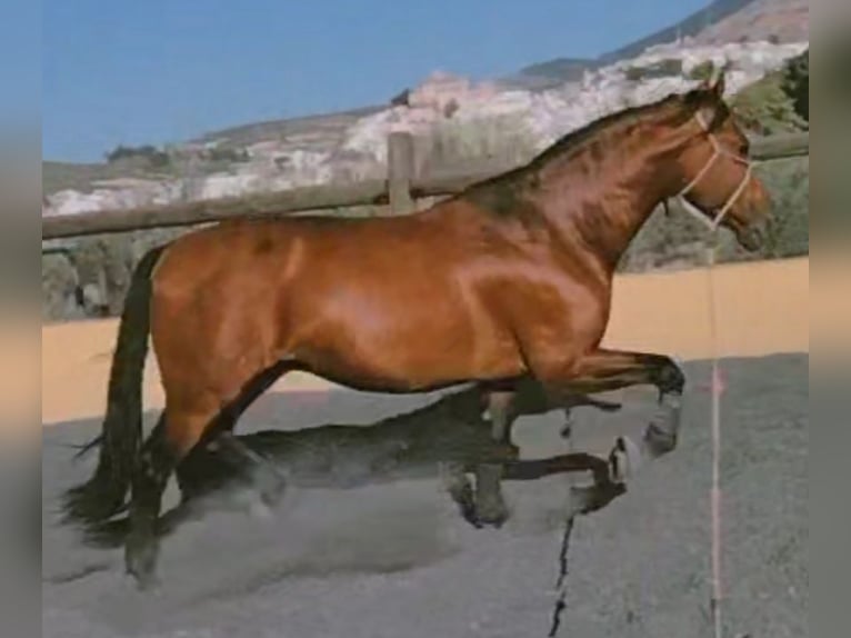 PRE Gelding 8 years 16 hh Brown in Martos