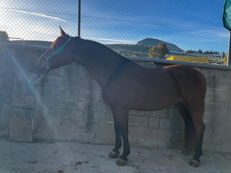PRE Gelding 8 years 16 hh Brown in Martos