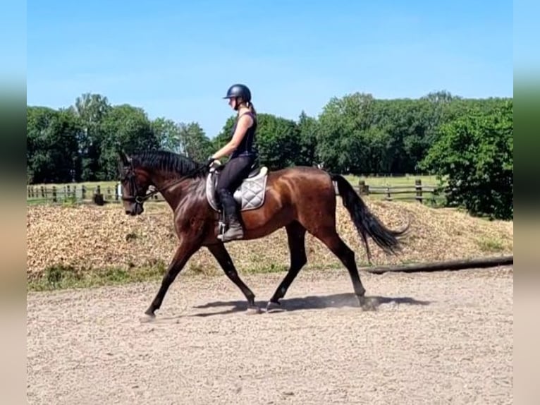 PRE Mix Gelding 8 years 16 hh Brown in Karlshuld