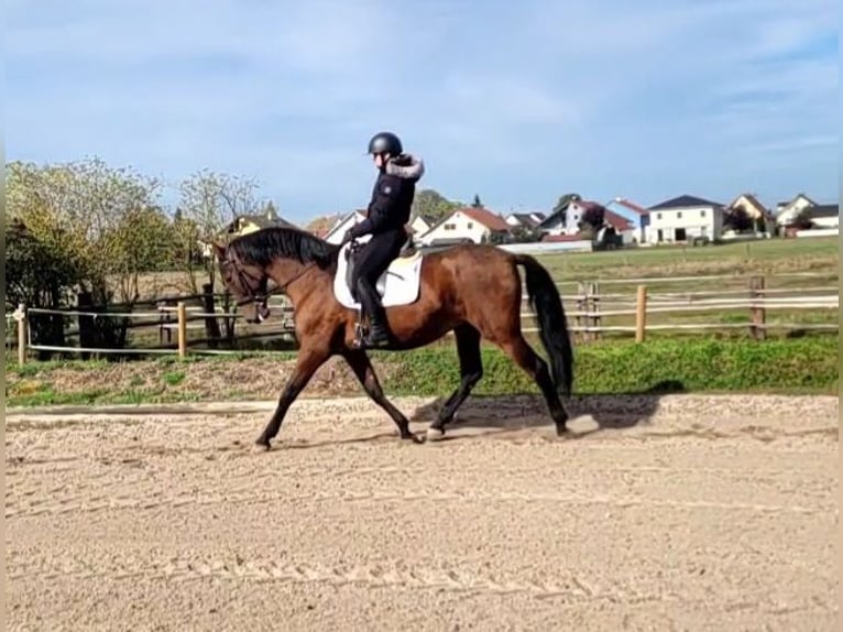 PRE Gelding 8 years 16 hh Brown in Karlshuld
