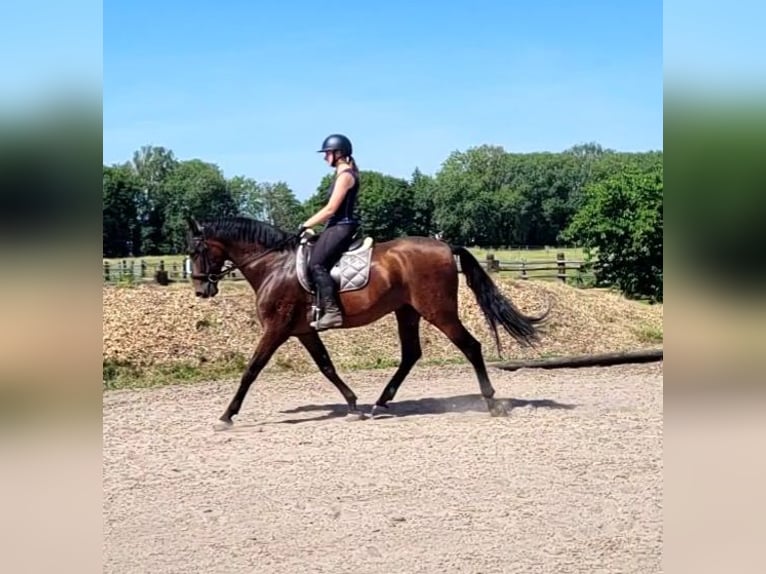 PRE Mix Gelding 8 years 16 hh Brown in Karlshuld