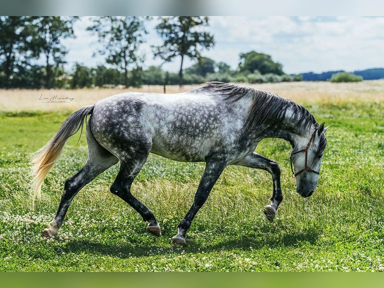 PRE Mix Gelding 8 years 16 hh Gray-Dapple in Bötersen