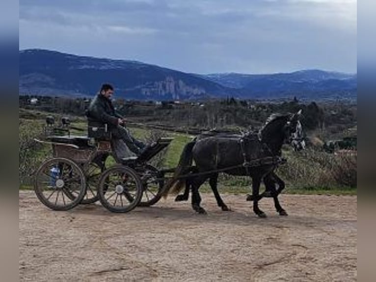 PRE Mix Gelding 8 years 16 hh Gray in Gijon