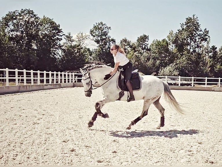 PRE Mix Gelding 8 years 16 hh Gray in Enzesfeld-Lindabrunn