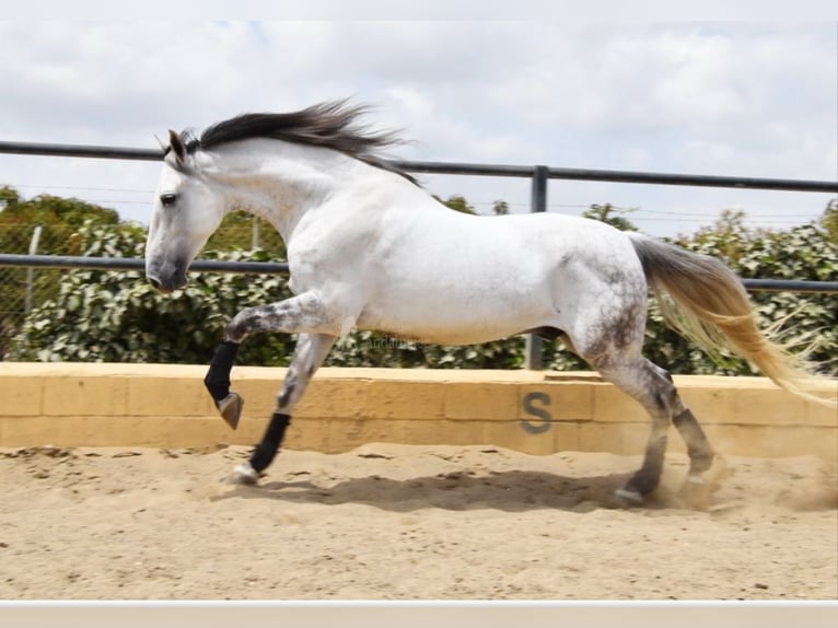 PRE Mix Gelding 8 years 16 hh Gray in Enzesfeld-Lindabrunn