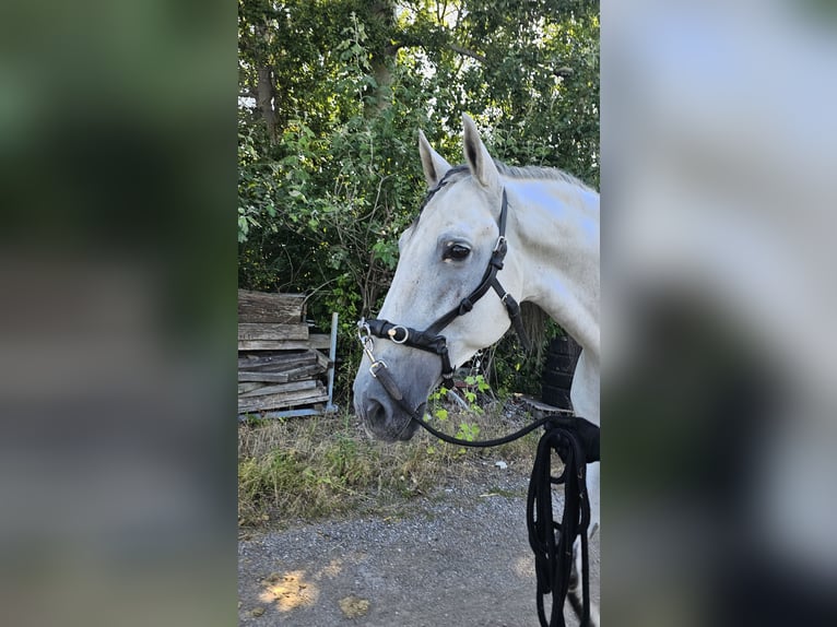 PRE Mix Gelding 8 years 16 hh Gray in Enzesfeld-Lindabrunn