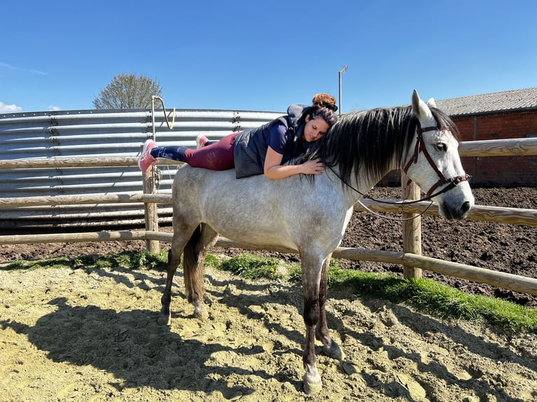 PRE Mix Gelding 8 years 16 hh Gray in Goch
