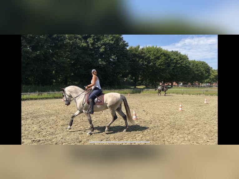 PRE Mix Gelding 8 years 16 hh Gray in Goch