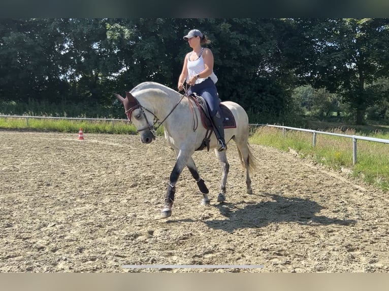 PRE Mix Gelding 8 years 16 hh Gray in Goch