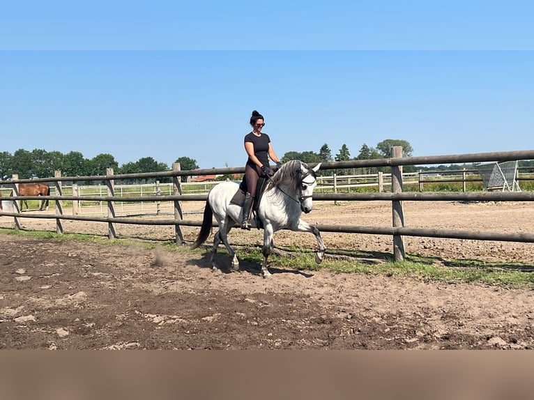 PRE Mix Gelding 8 years 16 hh Gray in Goch
