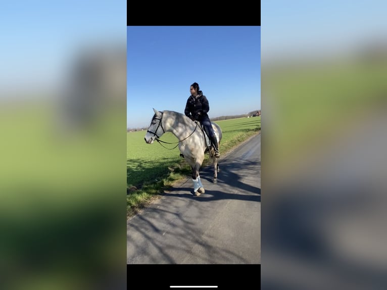PRE Mix Gelding 8 years 16 hh Gray in Goch