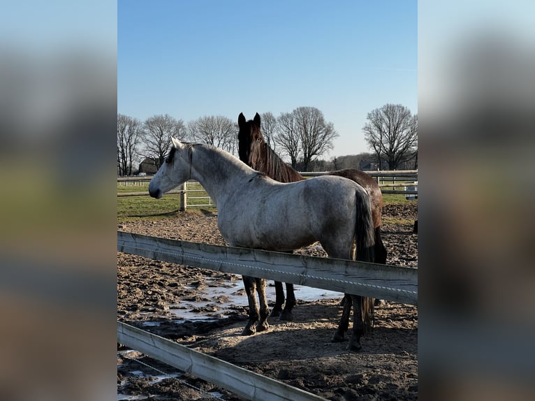 PRE Mix Gelding 8 years 16 hh Gray in Goch