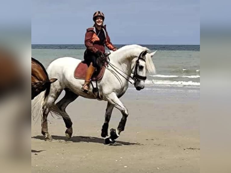 PRE Mix Gelding 8 years 16 hh Grey-Dapple in Martfeld